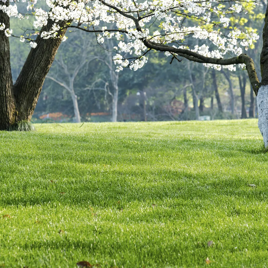 Instalação de Lagos